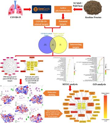 Network pharmacology and molecular docking-based investigations of Kochiae Fructus’s active phytomolecules, molecular targets, and pathways in treating COVID-19